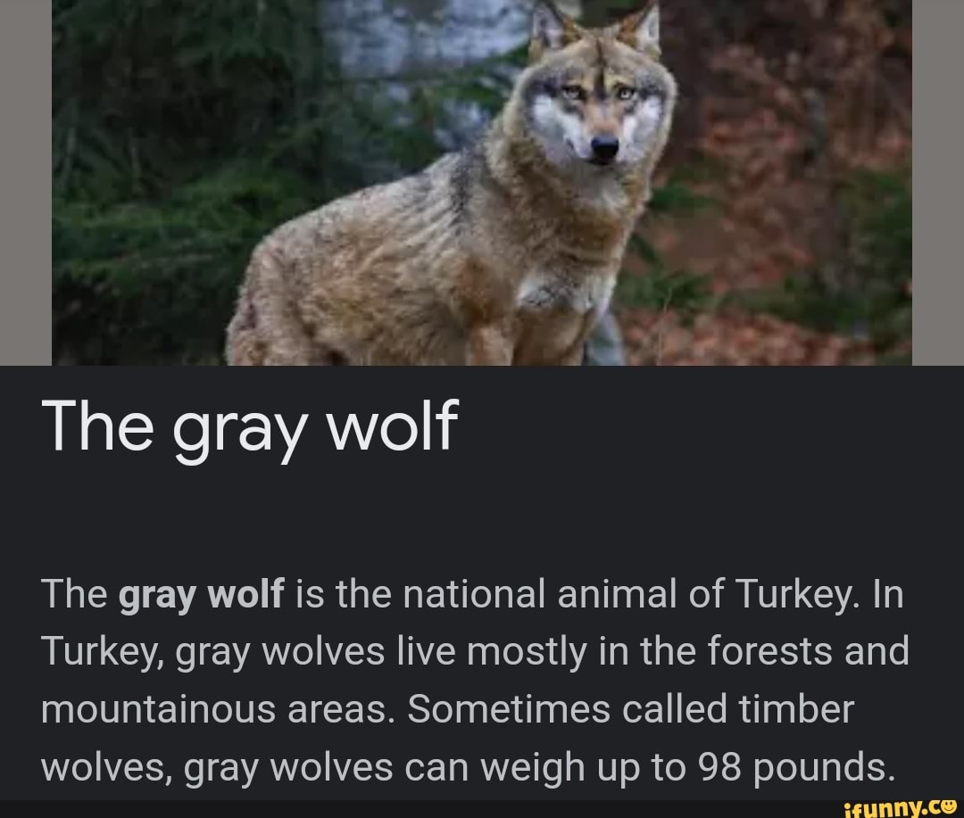 The gray wolf The gray wolf is the national animal of Turkey. In Turkey