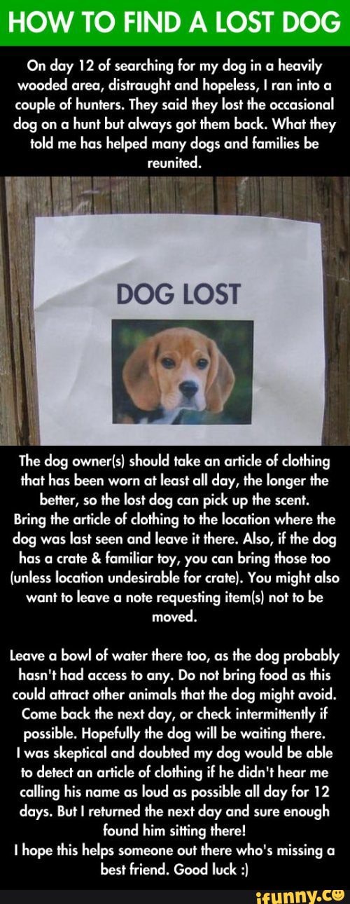 On day 12 of searching for my dog in a heavily wooded area, distraught and hopeless, ran into a couple of hunters. They said they lost the occasional dog on a hunt but always got them back. What they
told me has helped many dogs and families be reunited.
The dog should take an article of clothing that has been worn at least all day, the longer the better, so the lost dog can pick up the scent.
Bring the article of clothing to the location where the dog was last seen and leave it there. Also, if the dog has a crate & familiar toy, you can bring those too
{unless location undesirable for crate). You might also want to leave a note requesting not to be moved.
Leave a bowl of water there too, as the dog probably hasn't had access to any. Do not bring food as this could attract other animals that the dog might avoid.
Come back the next day, or check intermittently if possible. Hopefully the dog will be waiting there.
was skeptical and doubted my dog would be able to detect an article of clothing if he didn't hear me calling his name as loud as possible all day for 12 days. But returned the next day and sure enough found him sitting there! hope this helps someone out there who's missing a
best friend. Good luck