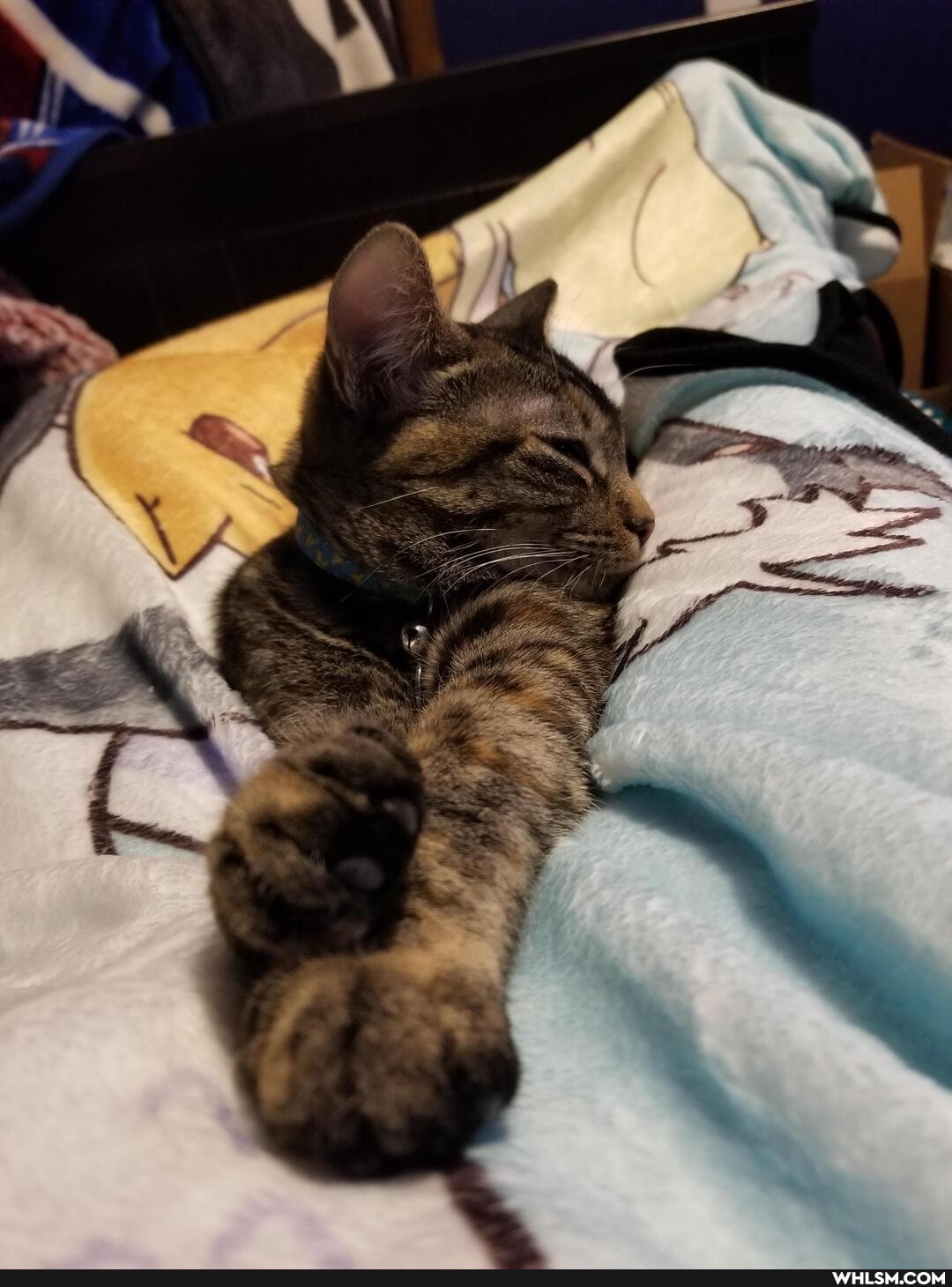 cat, aww, kitten