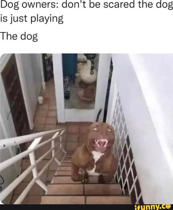 Dog owners dont be scared the dog is just playing The dog iFunny