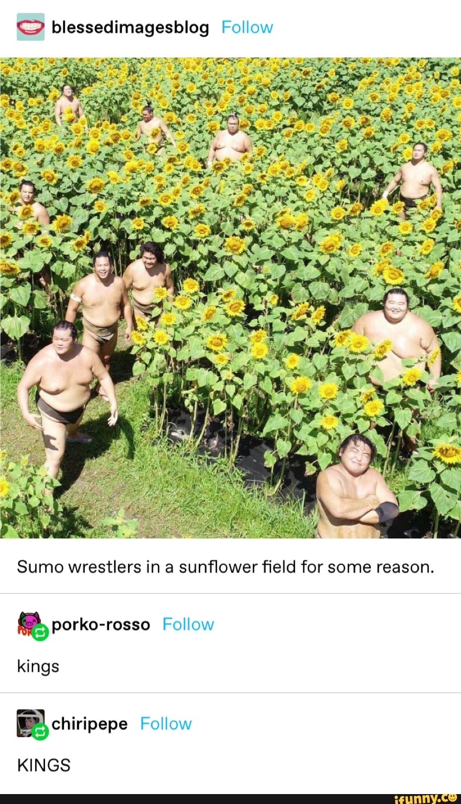 © blessedimagesblog Follow
Sumo wrestlers in a sunflower field for some reason.
(8, porko-rosso Follow
kings
EN) chiripepe Follow
KINGS