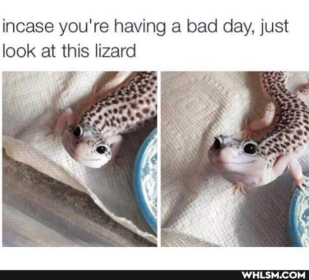 incase you're having a bad day, just look at this lizard