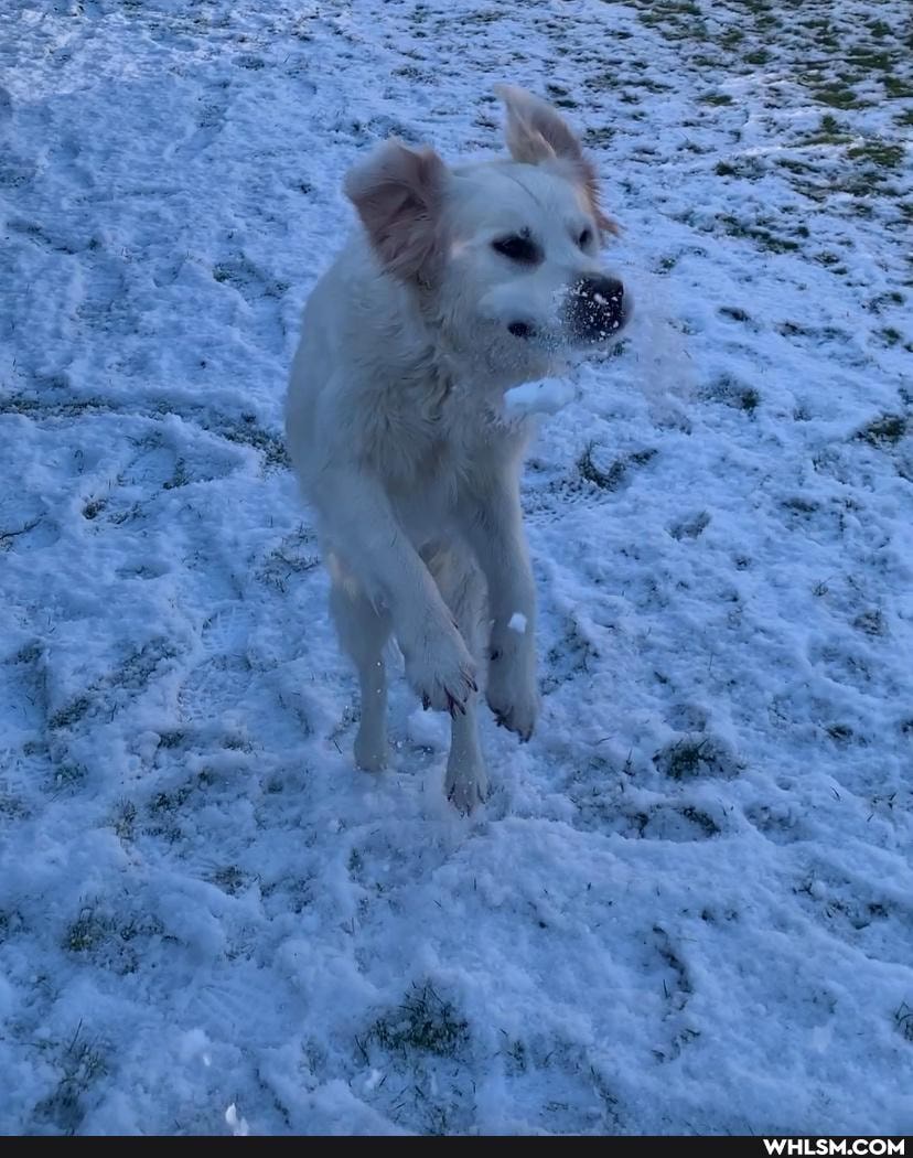 funny, dogs, ridingaunicornintonarnia