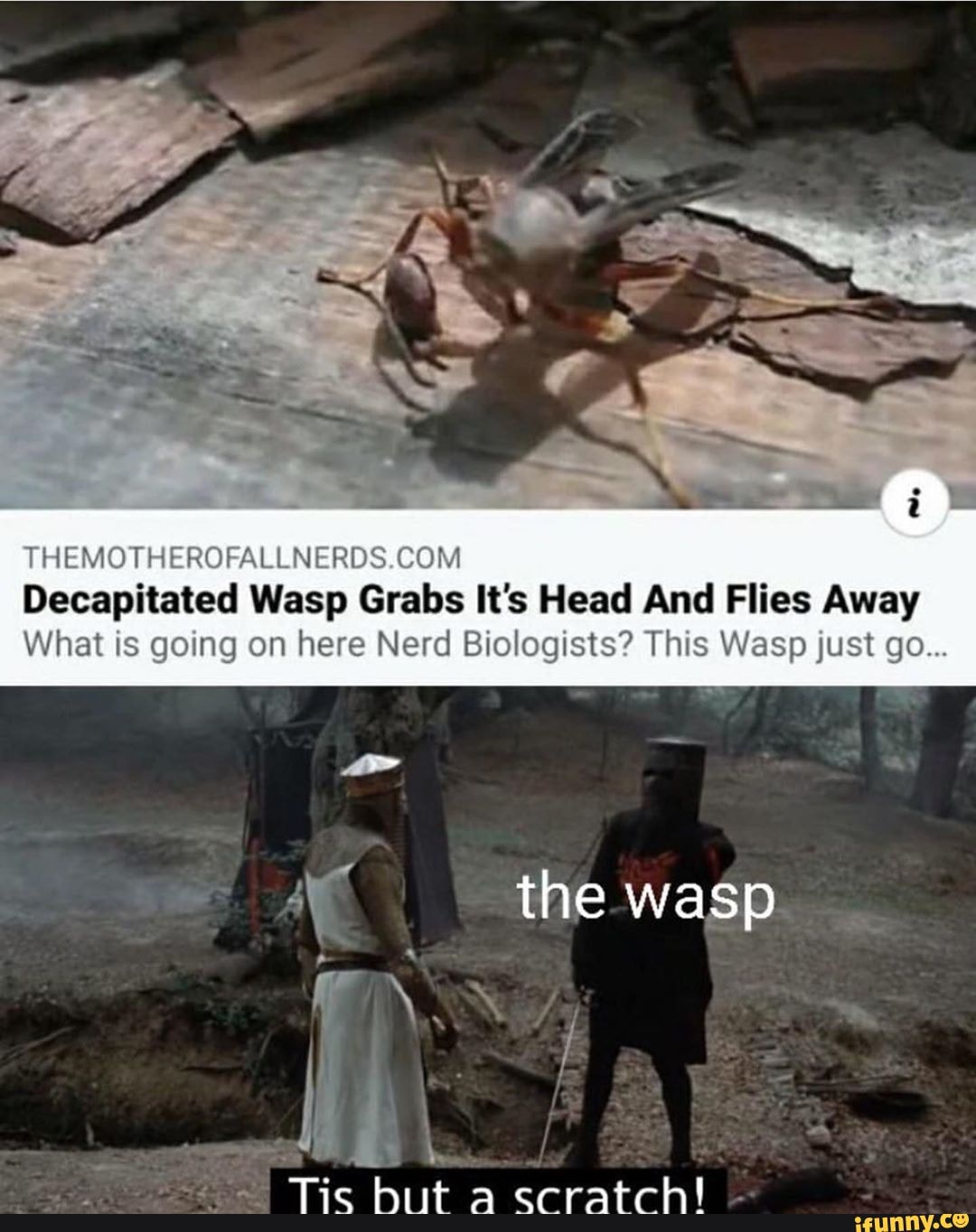 THEMOTHEROFALLNERDS.COM
Decapitated Wasp Grabs It's Head And Flies Away
What is going on here Nerd Biologists? This Wasp just go..
o Tic but
à coratch!