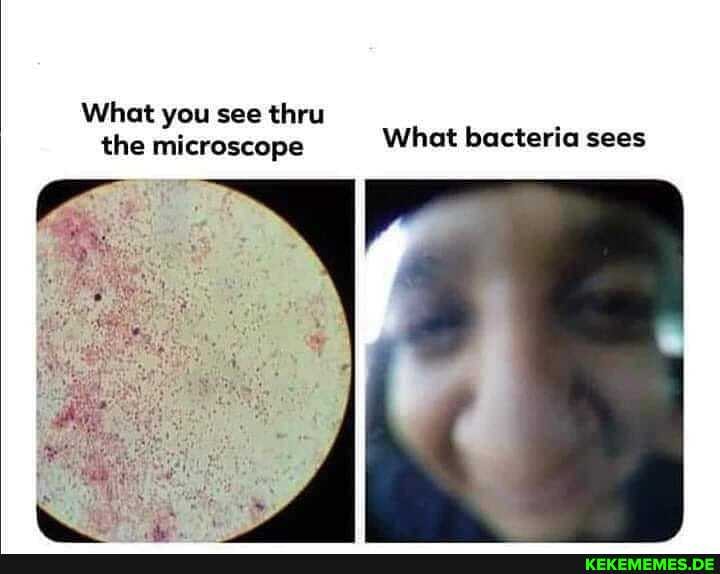 What you see thru the microscope What bacteria sees
