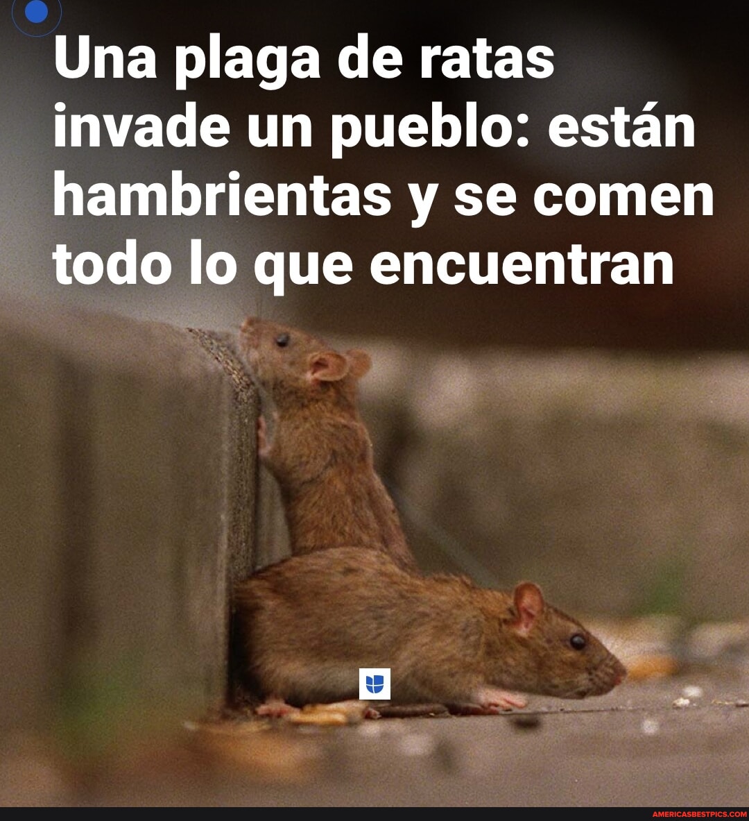 Una plaga de ratas invade un pueblo: están hambrientas y se comen todo ...