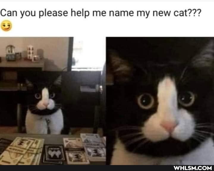 Can you please help me name my new cat???