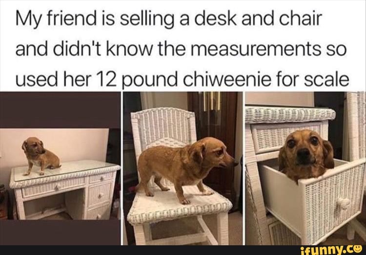 My friend is selling a desk and chair
and didn't know the measurements so
used her 12 pound chiweenie for scale