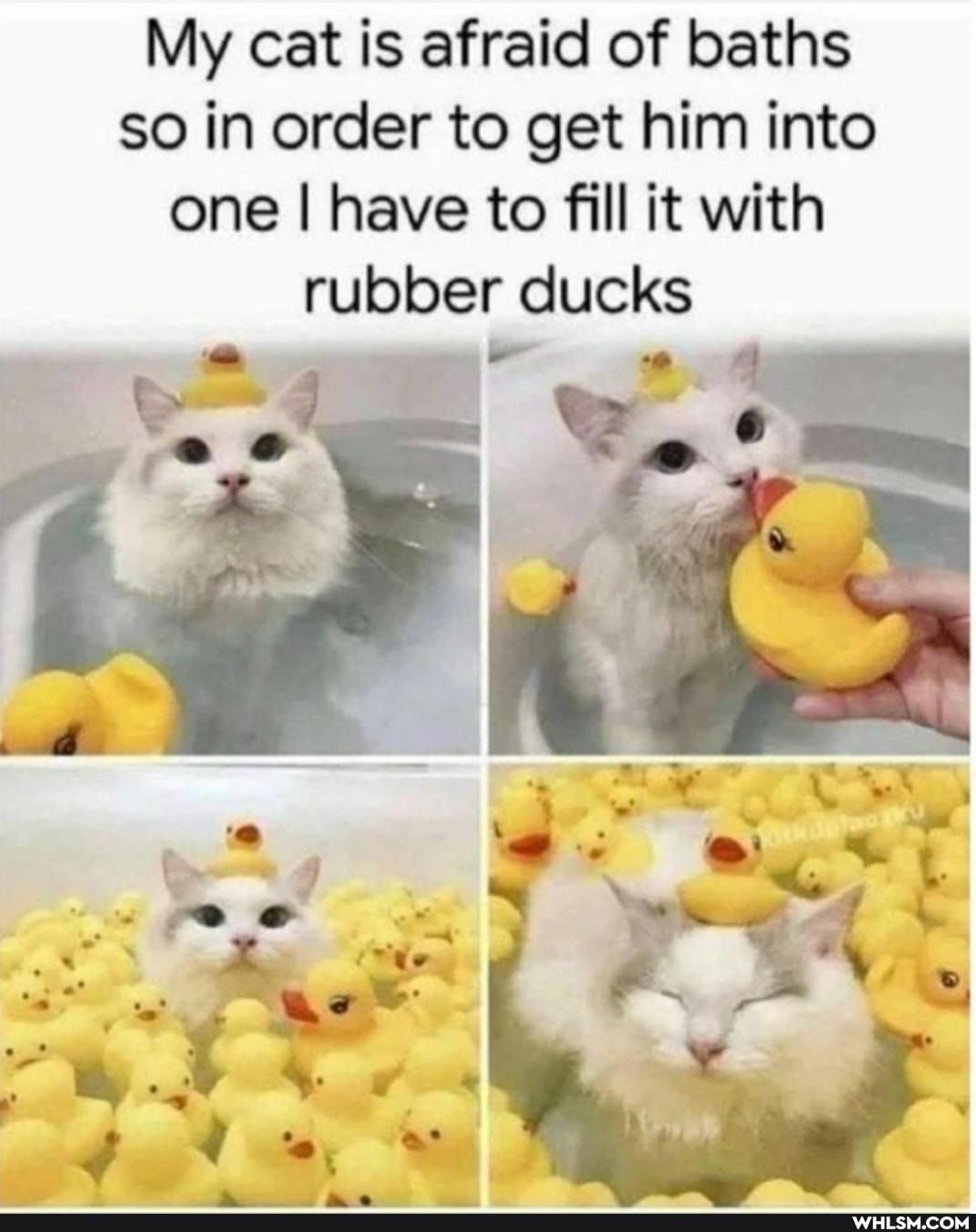 My cat is afraid of baths so in order to get him into one I have to fill it with
rubber ducks