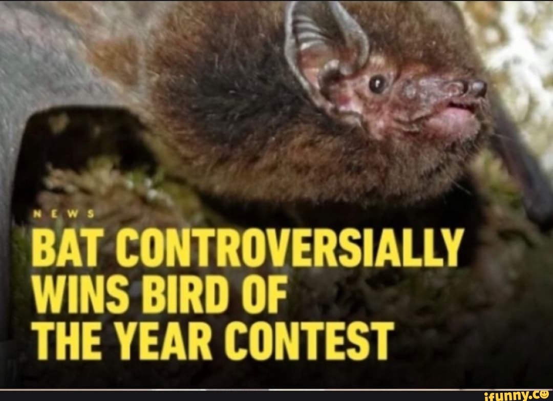 BAT CONTROVERSIALLY WINS BIRD OF THE YEAR CONTEST - IFunny