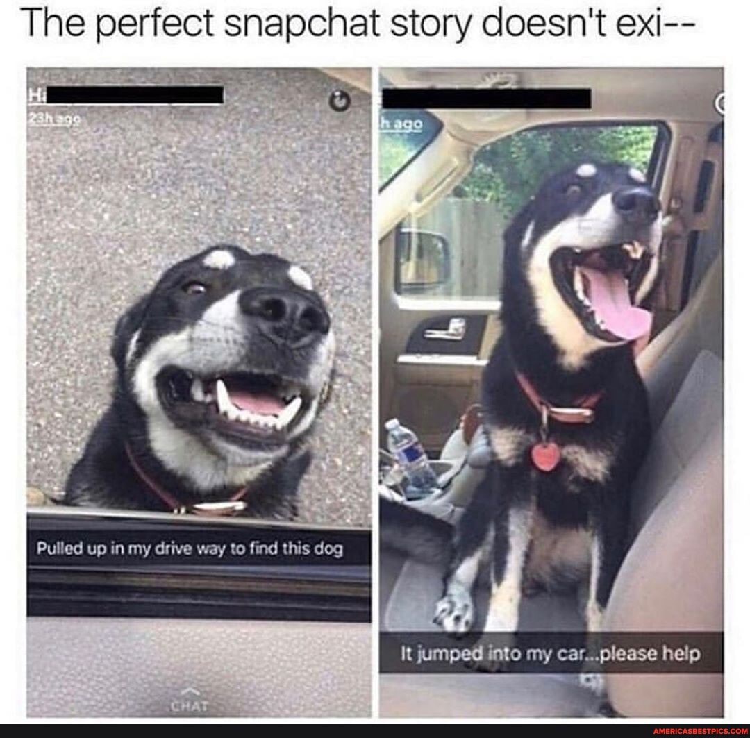 The perfect snapcnat story doesn't exi--
Pulled up in my drive way to find this dog
It jumped into my car...please help