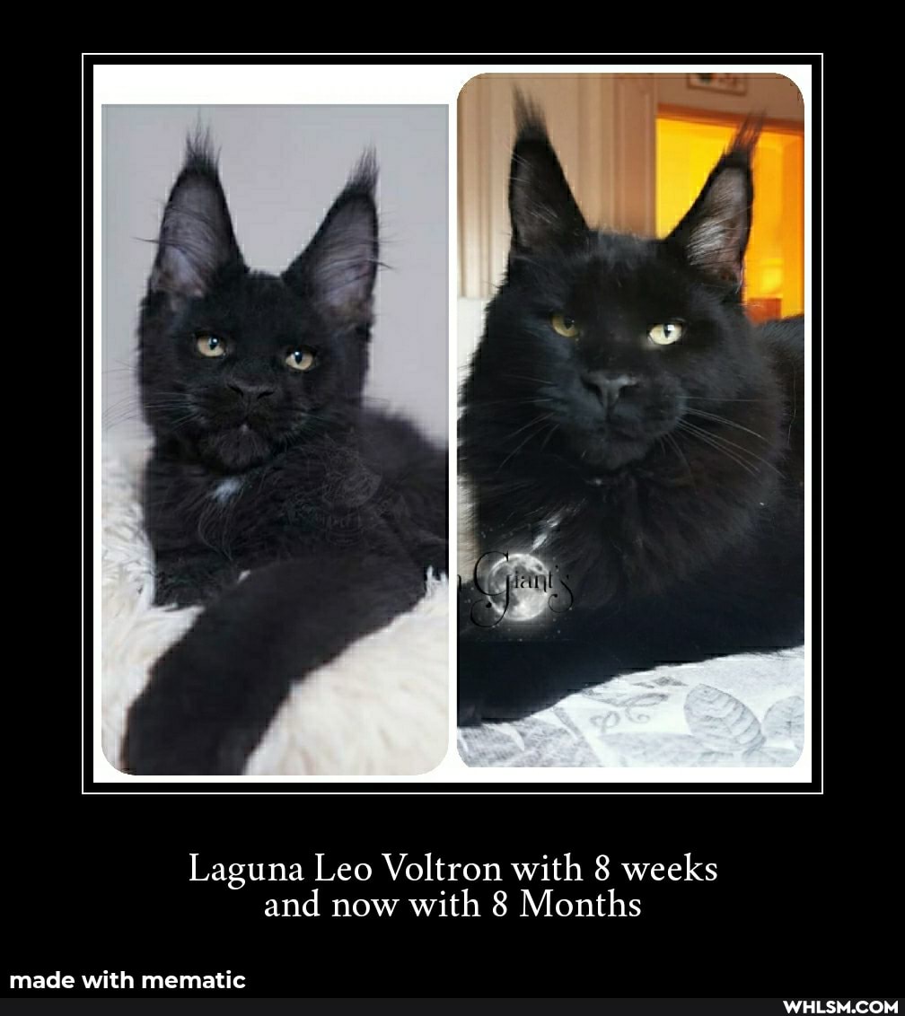 Laguna Leo Voltron with 8 weeks and now with 8 Months