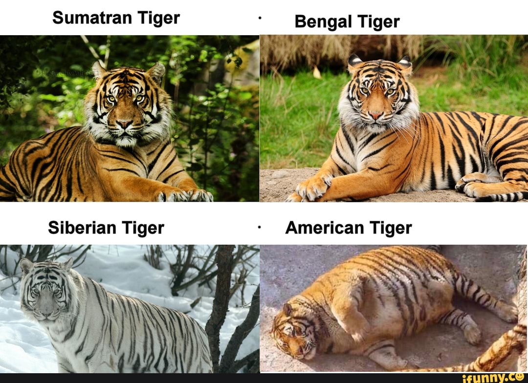 Sumatran Tiger Bengal Tiger Siberian Tiger - iFunny