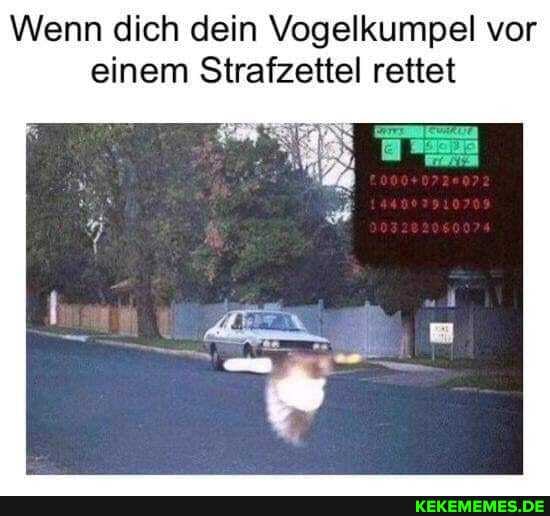 Wenn dich dein Vogelkumpel vor einem Strafzettel rettet