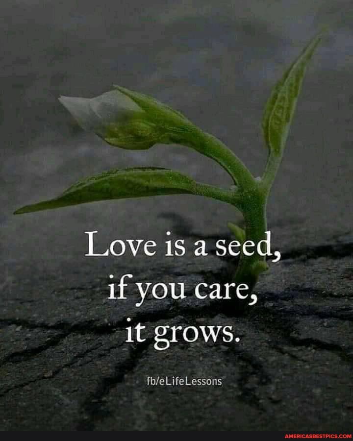 Love is a seed, if you Care, it grows.
fofeLifeLessons
