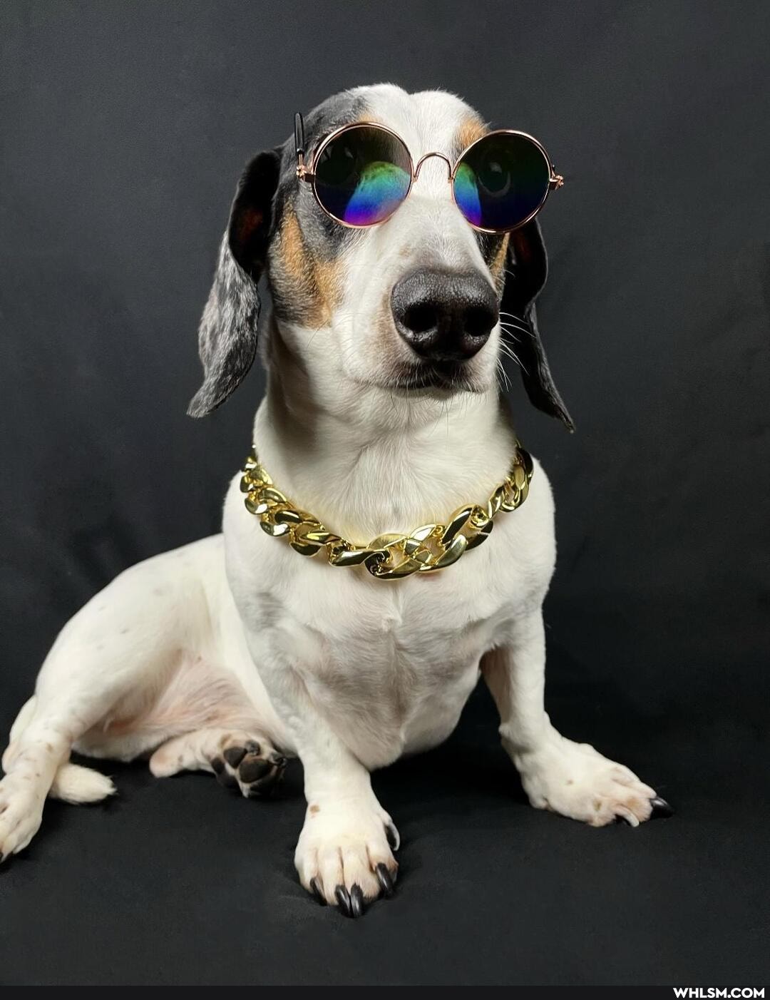 funny, dog, aww