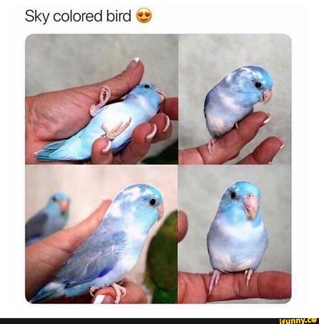 Sky colored bird