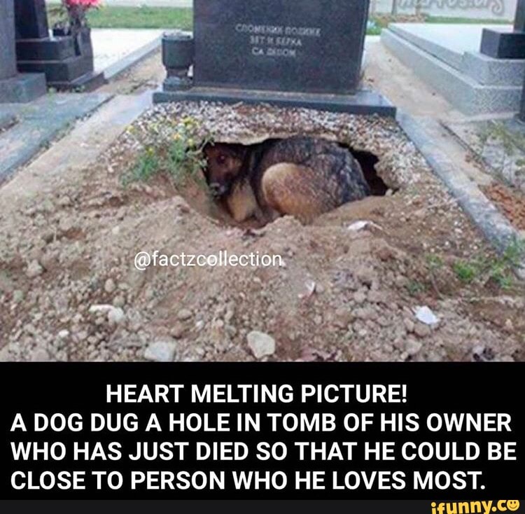 at 4
pet Fira MD
HEART MELTING PICTURE!
A DOG DUG A HOLE IN TOMB OF HIS OWNER
WHO HAS JUST DIED SO THAT HE COULD BE
CLOSE TO PERSON WHO HE LOVES MOST.