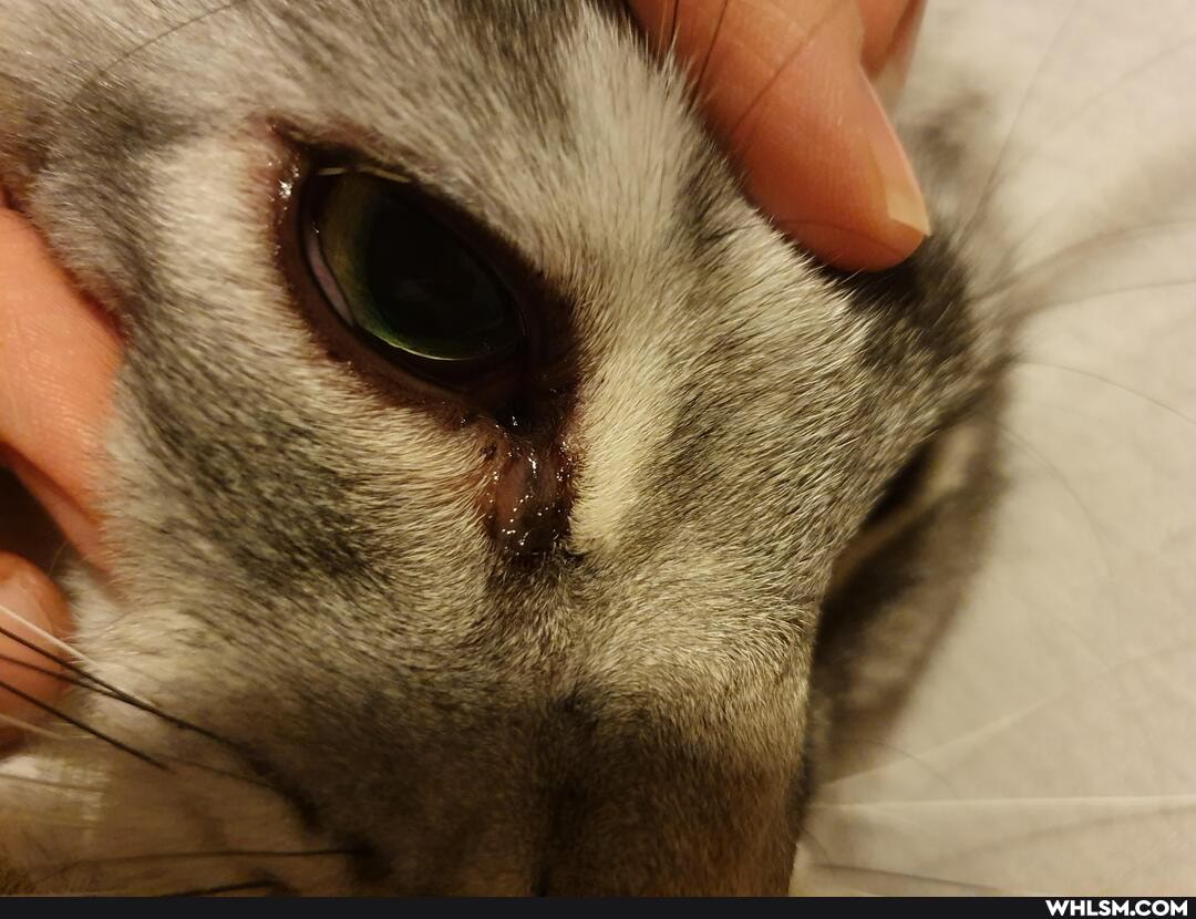 veterinary, advice_animals, inflammation, eye, cats