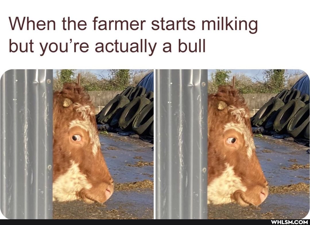 When the farmer starts milking but you're actually a bull
LUG
fe