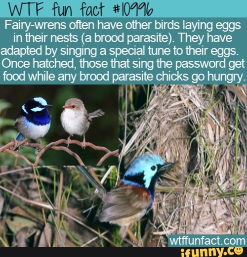 WTF tun fact +10
Fairy-wrens often have other birds laying eggs
in their nests (a brood parasite). They have
di Dani cata bade
Once hatched, those that sing the password get
food while any brood parasite chicks go hungry.
ah