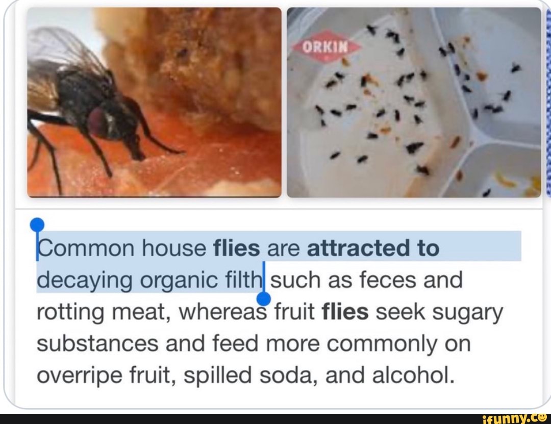 Common house flies are attracted to decaying organic filth} such as