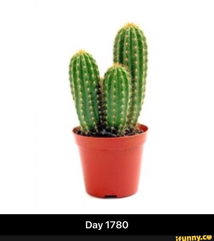 daily, everyday, cactus, feature