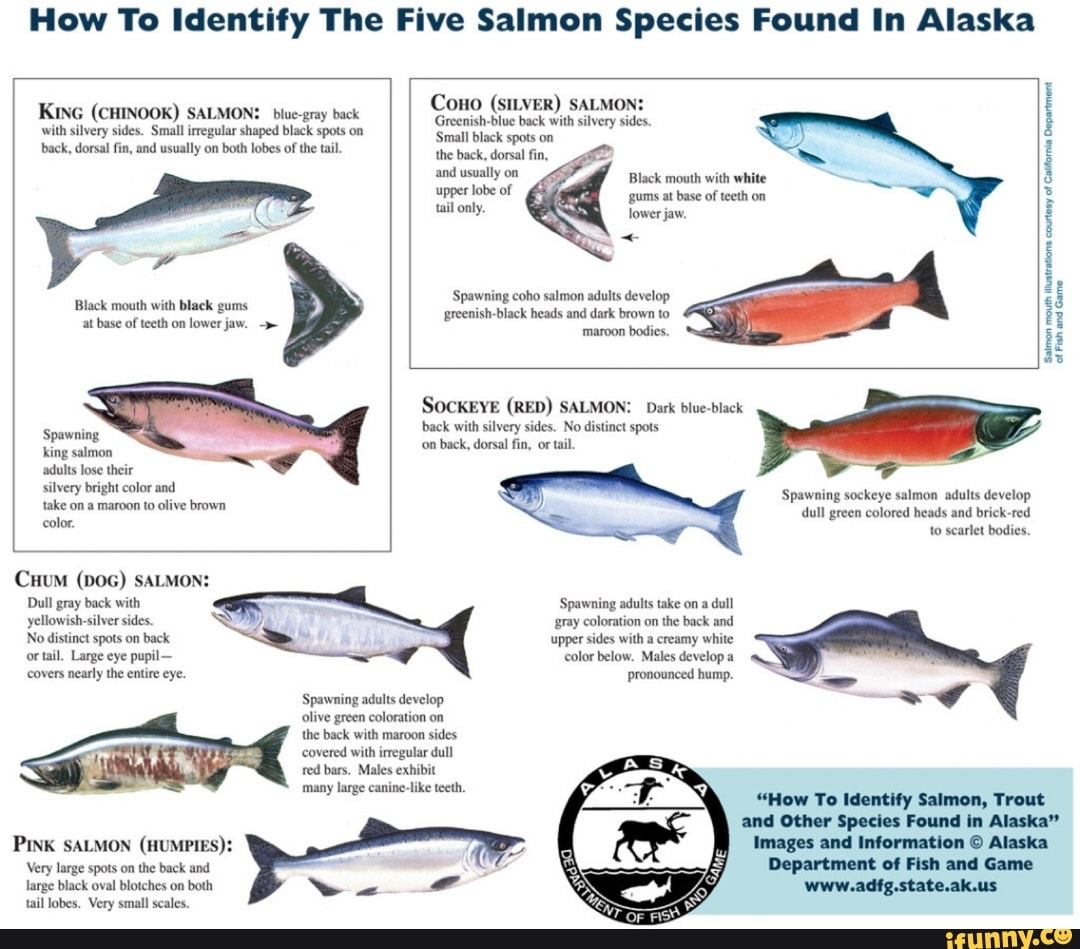 Alaska State Fish Chinook Salmon