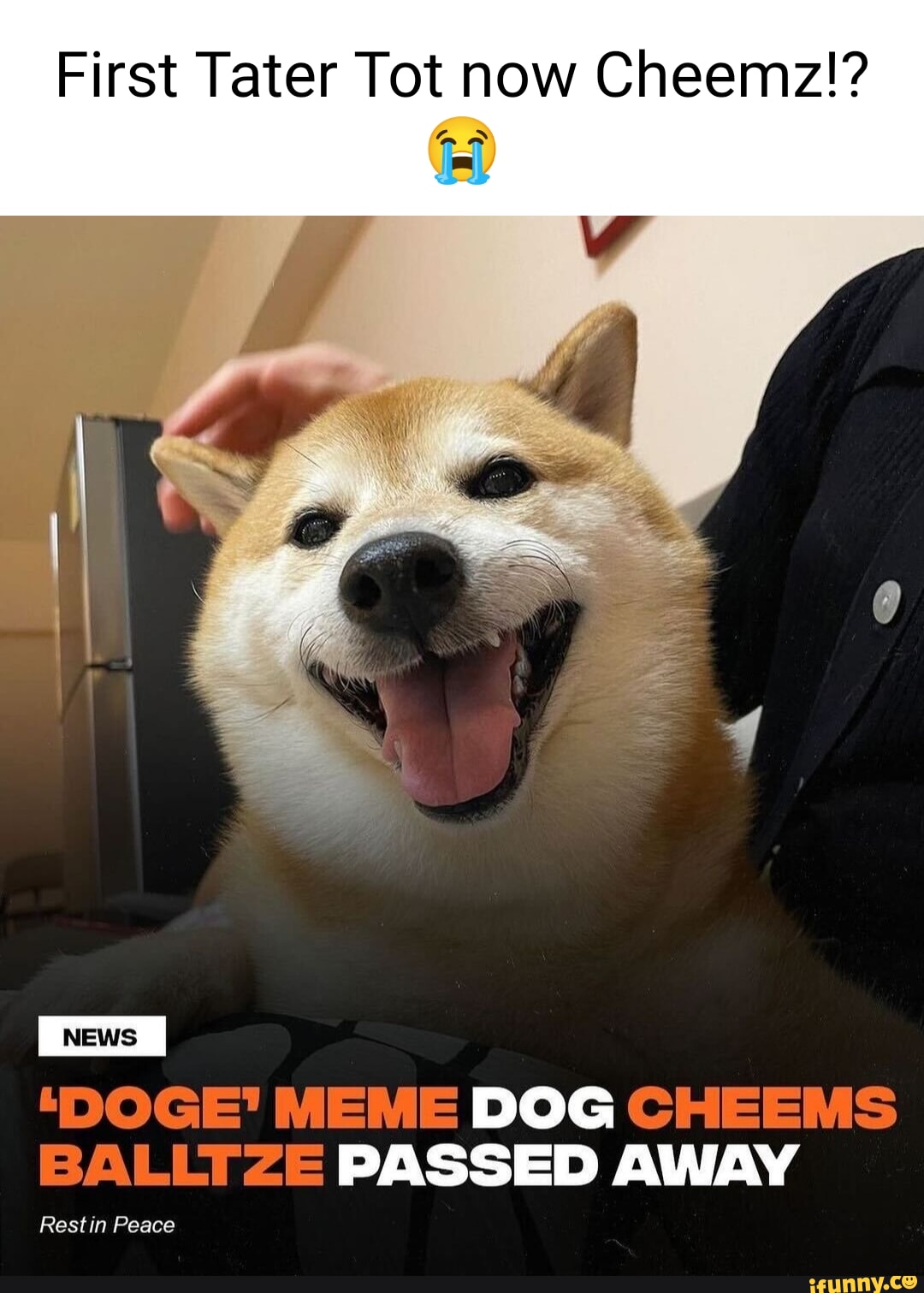 First Tater Tot now Cheemz!? 'DOGE' MEME DOG CHEEMS BALLTZE PASSED AWAY ...