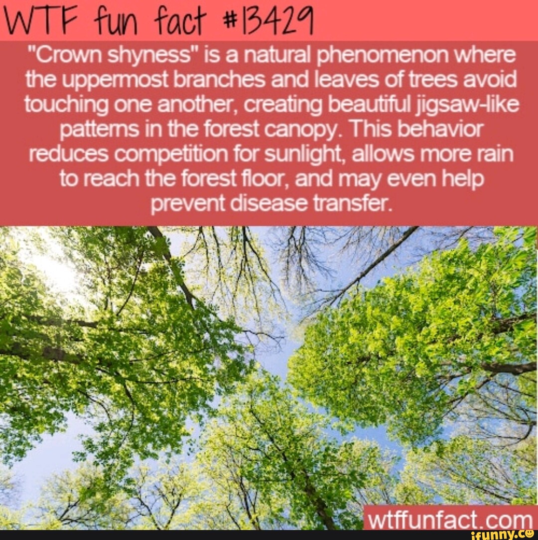 Fun fact "Crown shyness" is a natural phenomenon where the uppermost