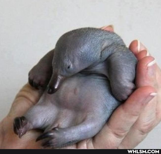 mildly_interesting, baby_animals, fake, puggles