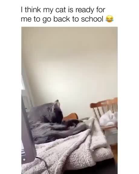 I think my cat is ready for
me to go back to school =
