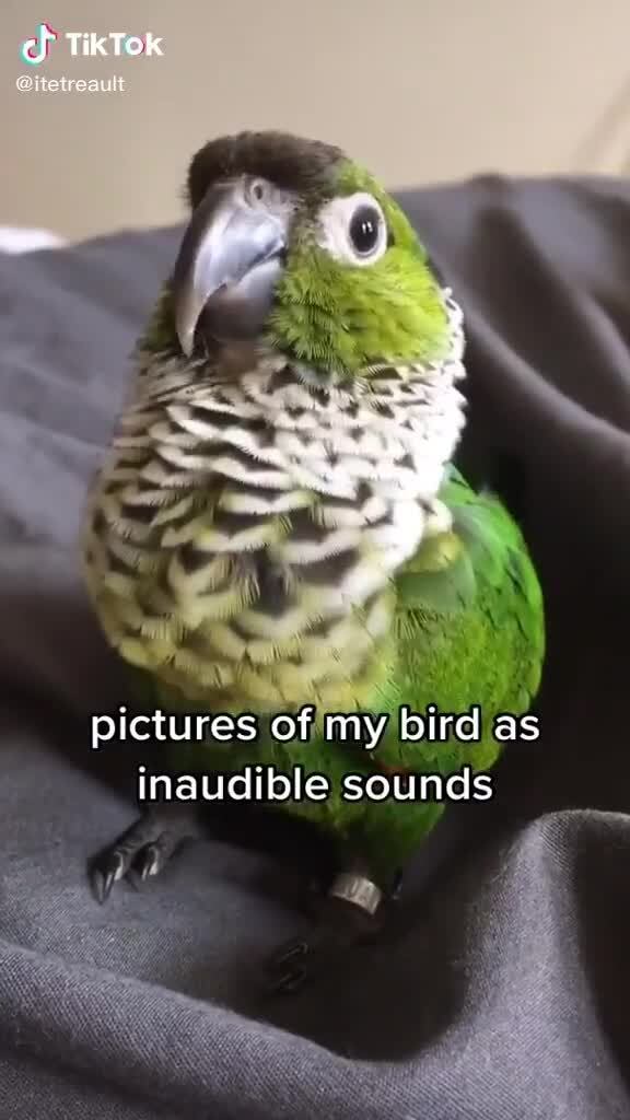 TikTok pictures of my bird as inaudible sounds - )