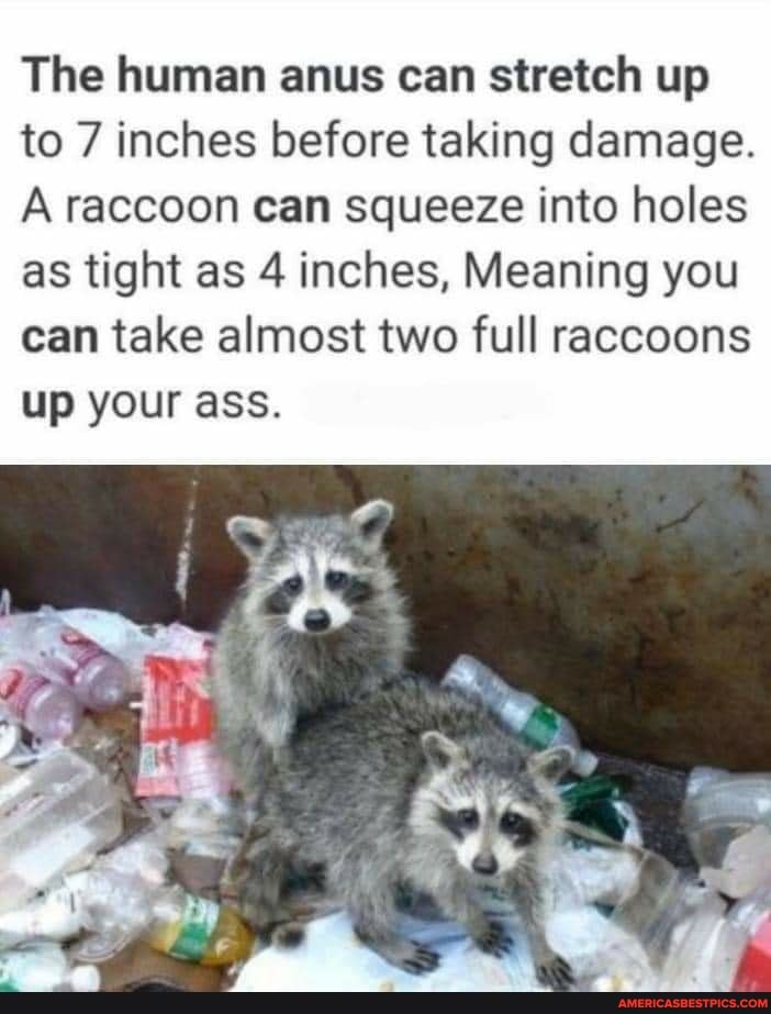 NSFW Meaning you can take almost two full raccoons up your ass. :  r/BrandNewSentence