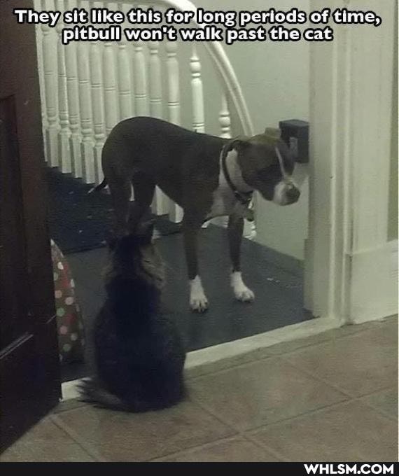 They sit tike this forlong periods of time, pitbull won't walle past the cat