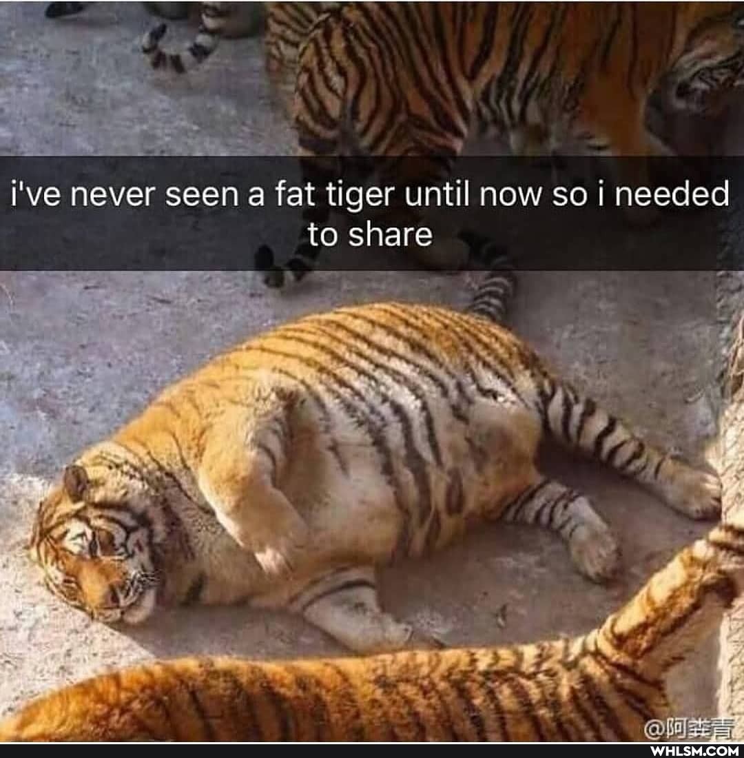 i've never seen a fat tiger until now so i needed
to share
4 ch