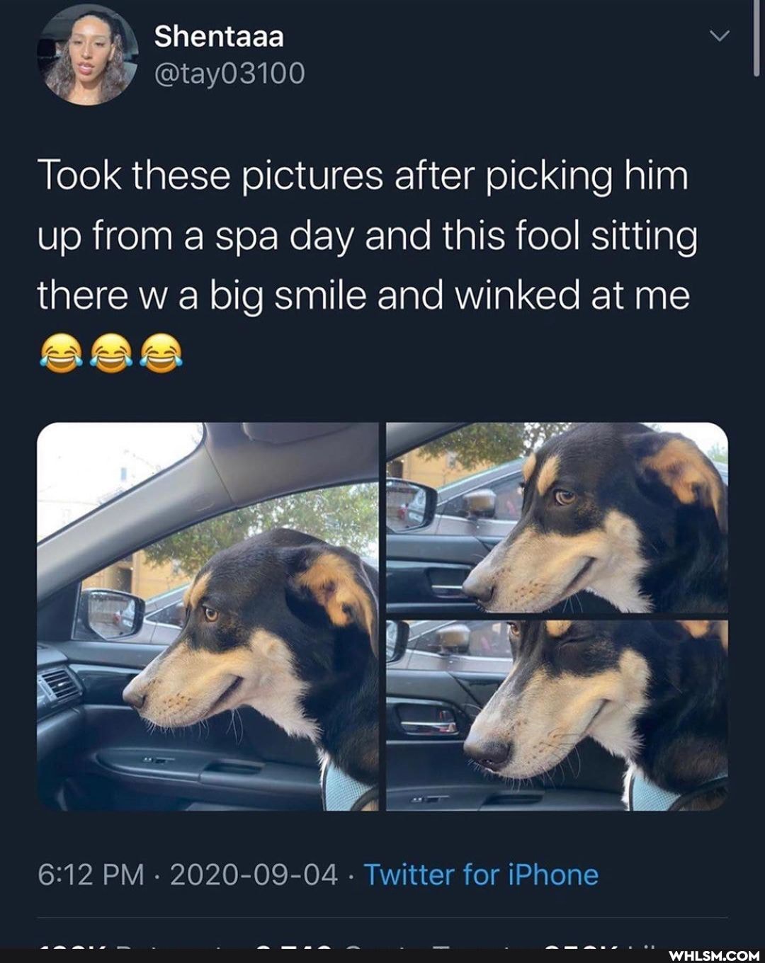 Shentaaa
@tay03100
Took these pictures after picking him up from a spa day and this fool sitting there w a big smile and winked at me
PM - 2020-09-04 - Twitter for iPhone