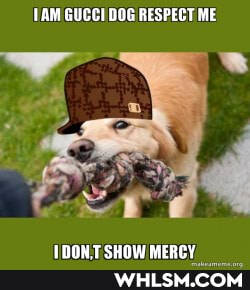TAM GUCCI DOG RESPECT ME