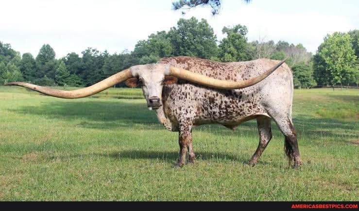 Texan longhorn cow holds world record for longest horns span. They ...