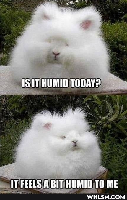 HUMID TODAY?
IT FEELS A BIT HUMID TAME