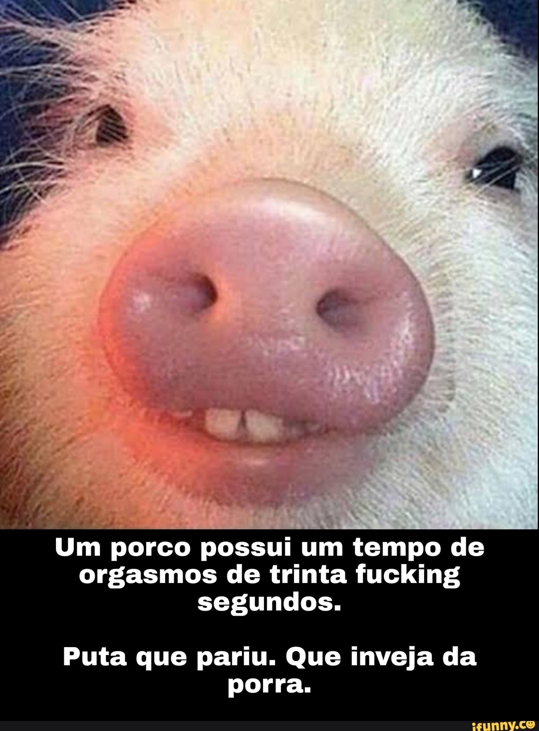 Um porco possui um tempo de orgasmos de trinta fucking segundos.
Puta que pariu. Que inveja da porra.
