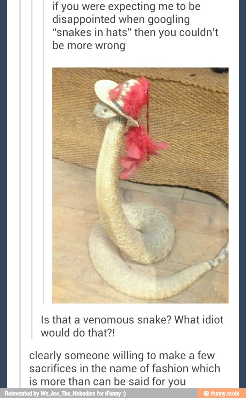 if you were expecting me to be
disappointed when googling
"snakes in hats" then you couldn't
be more wrong
Is that a venomous snake? What idiot
would do that?!
clearly someone willing to make a
few
sacrifices in the name
of fashion which
is more than can be said for you