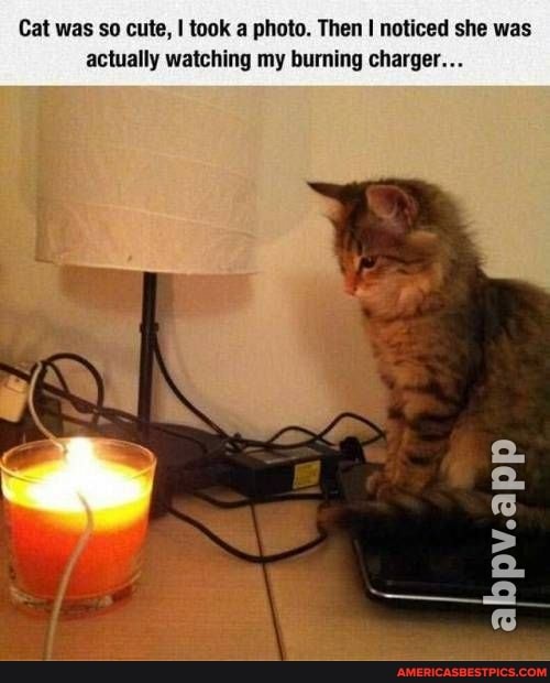 Cat was so cute, I took a photo. Then I noticed she was actually watching my burning charger...
abpv.app