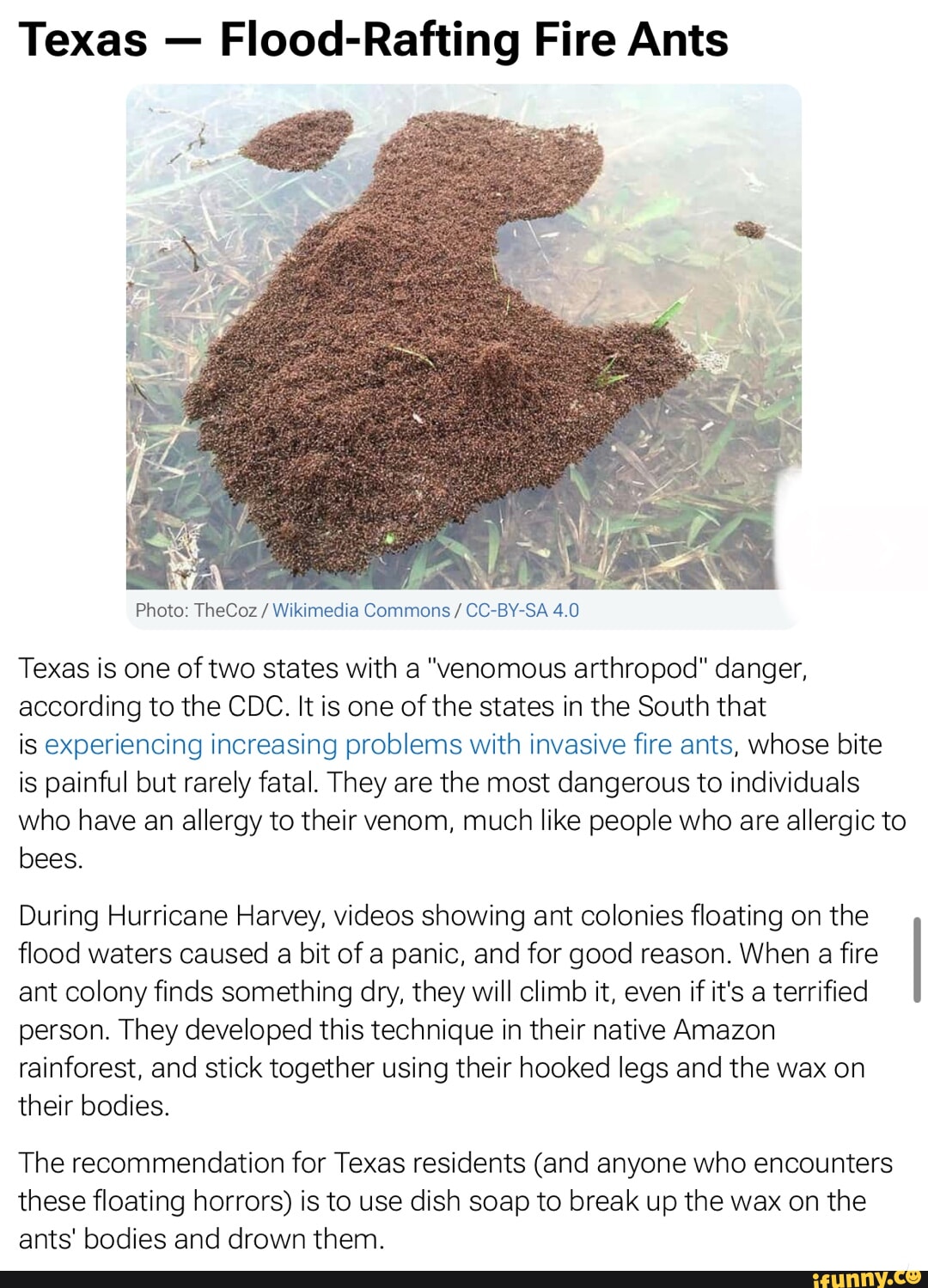 Texas - Flood-Rafting Fire Ants Photo: TheCoz / Wikimedia Commons / CC ...