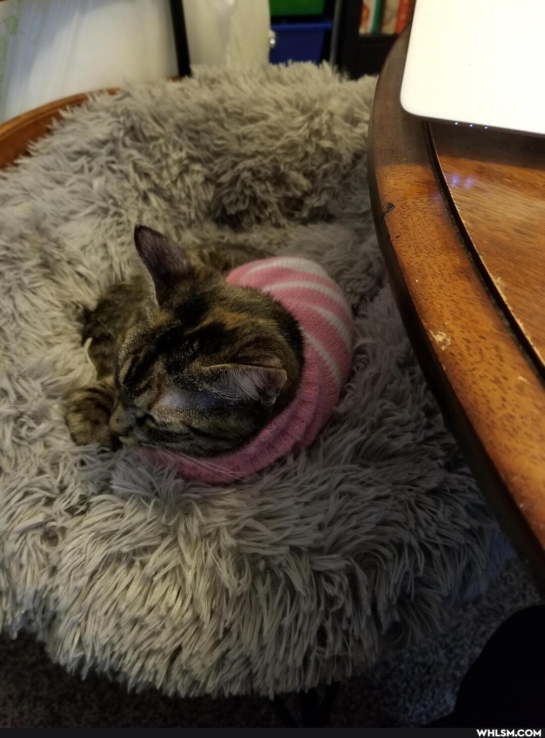 cat, aww, kitten