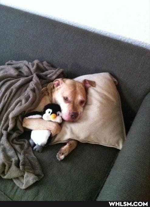 aww, funny, dogs, pitbull