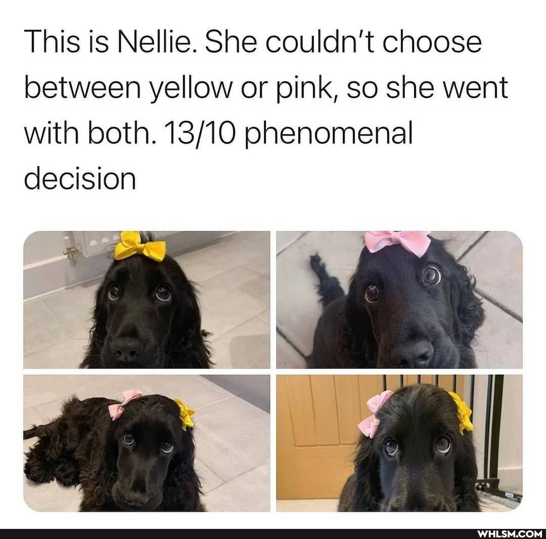 This is Nellie. She couldn't choose between yellow or pink, so she went with both. phenomenal decision
IN
