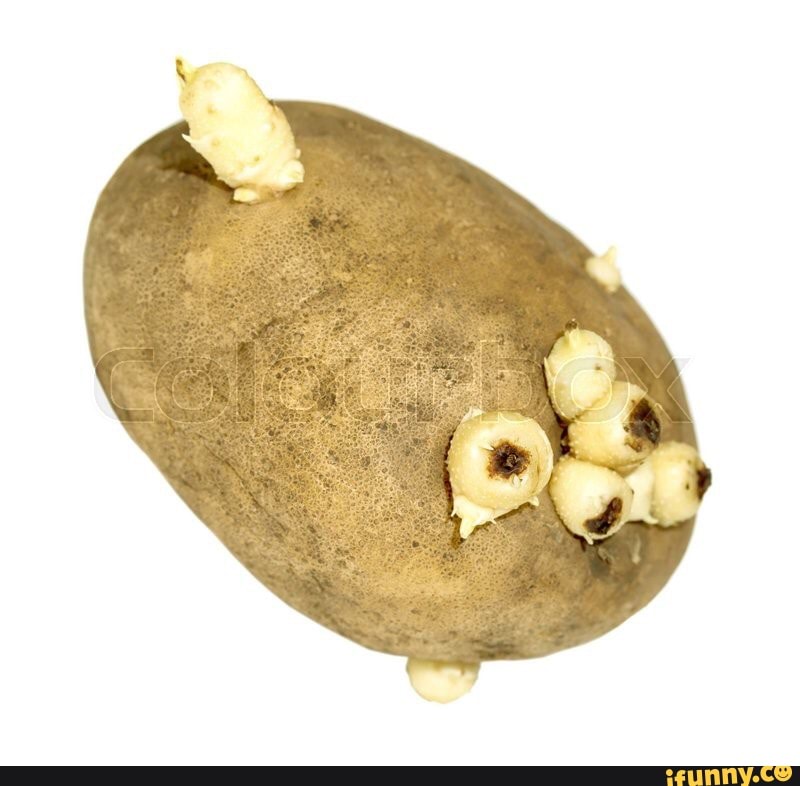 cursed_images, sprouted_potato