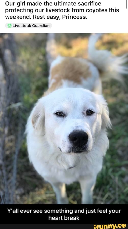 Our girl made the ultimate sacrifice
protecting our livestock from coyotes this
weekend. Rest easy, Princess.
2 Livestock Guardian
Y'all ever see something and just feel your
heart break - Y'all ever see something and just feel your heart break