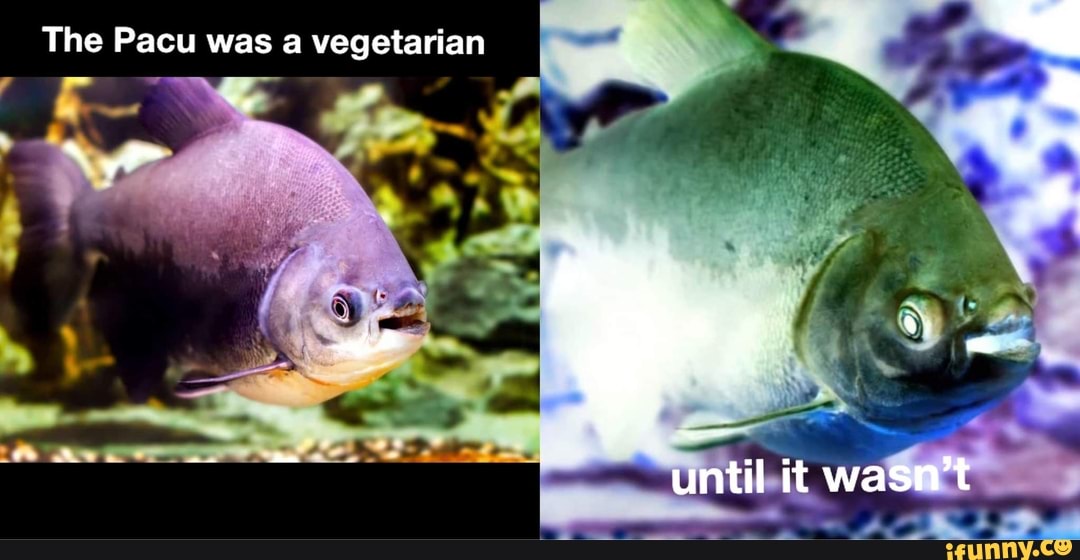 Pacu memes. Best Collection of funny Pacu pictures on iFunny